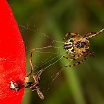 Tragédie sur un coquelicot. גשר קורים על עלה כלנית